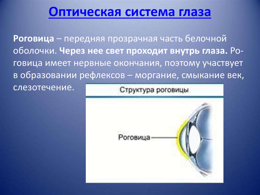 Название оптических структур глаза. Роговица это оптическая система глаза. Прозрачная часть белочной оболочки глаза. Роговица это передняя часть. Роговица это передняя прозрачная часть.