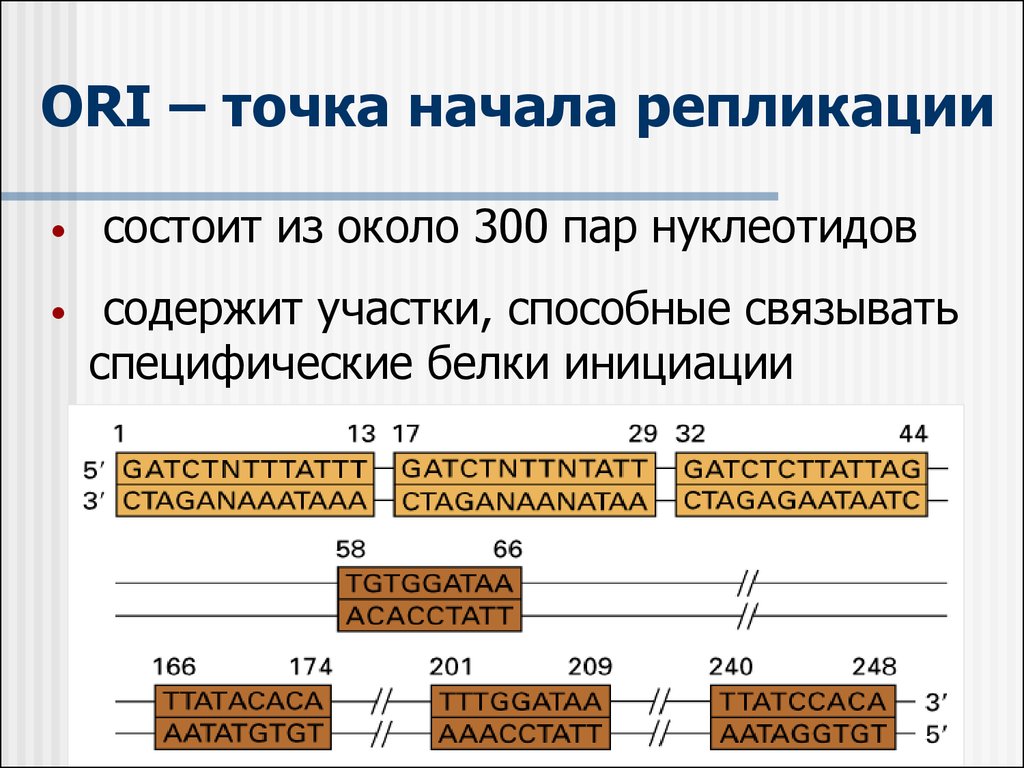 300 пар. Точка начала репликации ДНК. Точка начала репликации ori. Участок ДНК между двумя точками начала репликации (Origin). Точки инициации репликации.