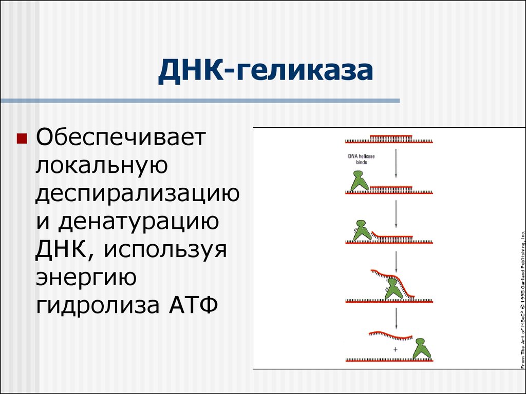 Геликаза