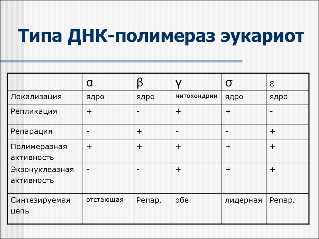 Типы днк. ДНК полимераза виды. Типы ДНК полимераз. Типы ДНК полимераз эукариот. ДНК полимераза Лидерная цепи.