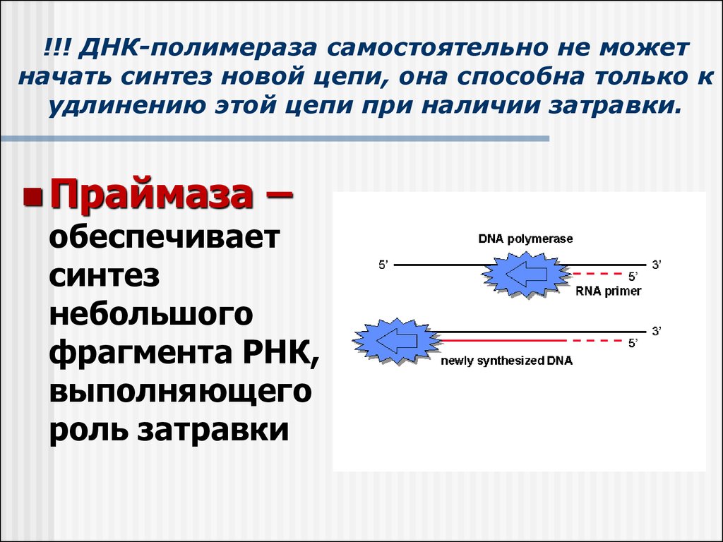 Синтез цепей. ДНК полимераза. ДНК полимераза функции. Праймаза. ДНК полимераза характеристика.