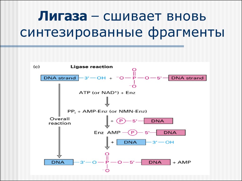 Цепь которая синтезируется фрагментами. ДНК лигаза функции. Лигаза фермент функции. ДНК лигаза реакция. Механизм действия ДНК-лигазы.