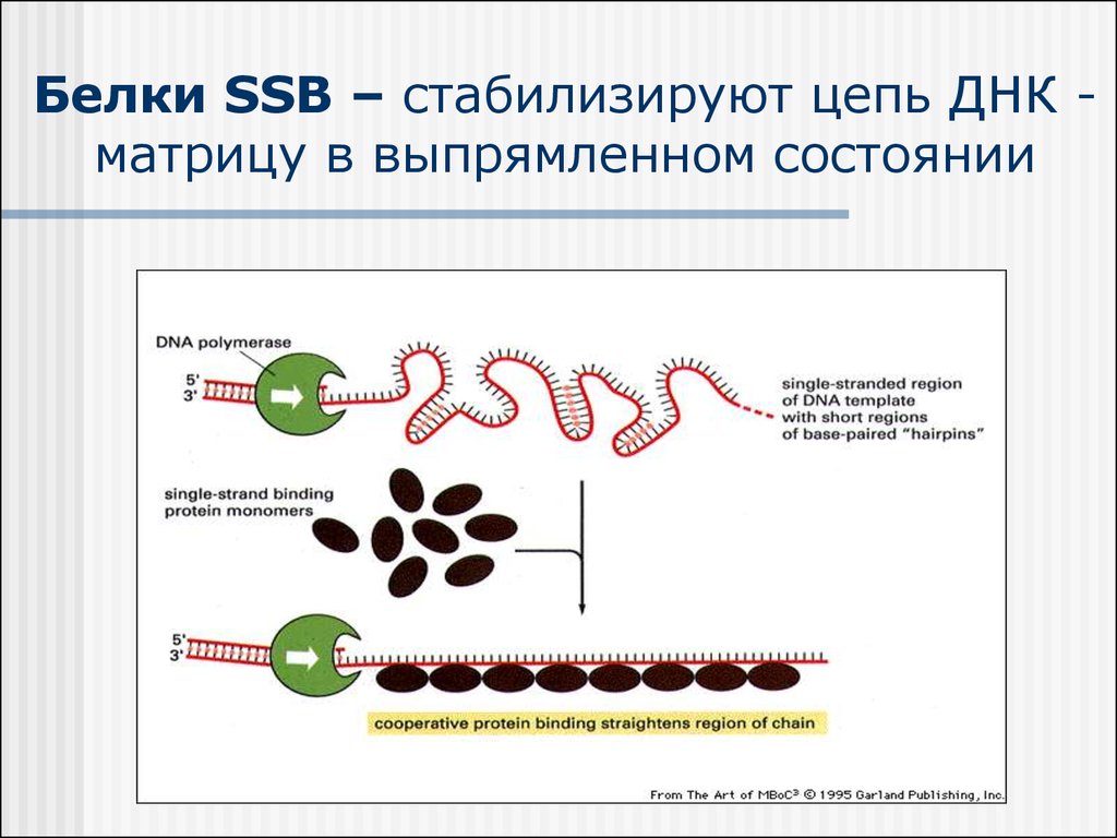 Ssb белок. Функции SSB белков. SSB белки. SSB белки на ДНК. SSB белок функция.
