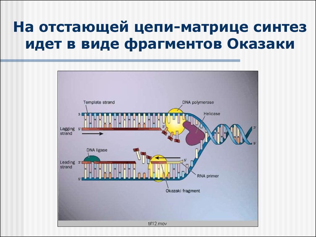 Реализация наследственной информации в клетке 10 класс презентация