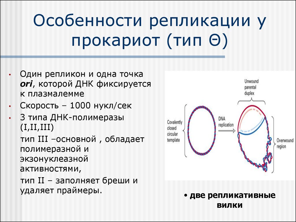 Репликация хромосом. Репликация ДНК У прокариот кратко. Особенности репликации у эукариот. Схема репликации ДНК эукариотических клеток. Ферменты репликации прокариот.