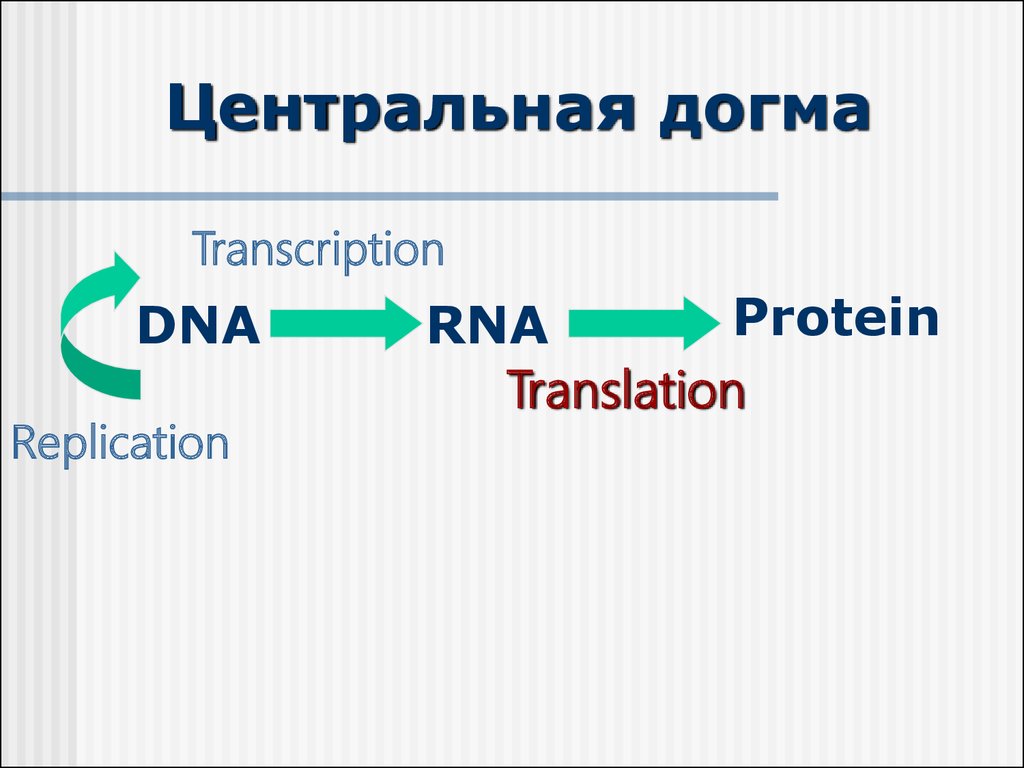 Рнк перевод. Реализация генетической информации.