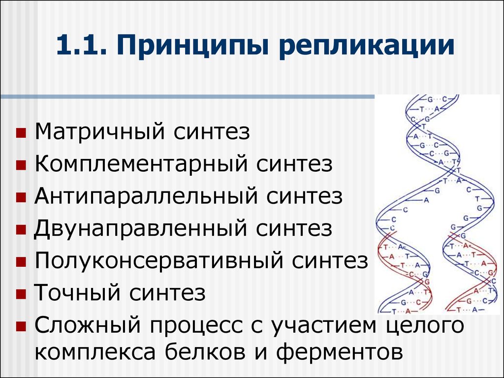 Сложный синтез. Этапы репликации. Принципы репликации. Основные этапы репликации. Этапы репликации ДНК.