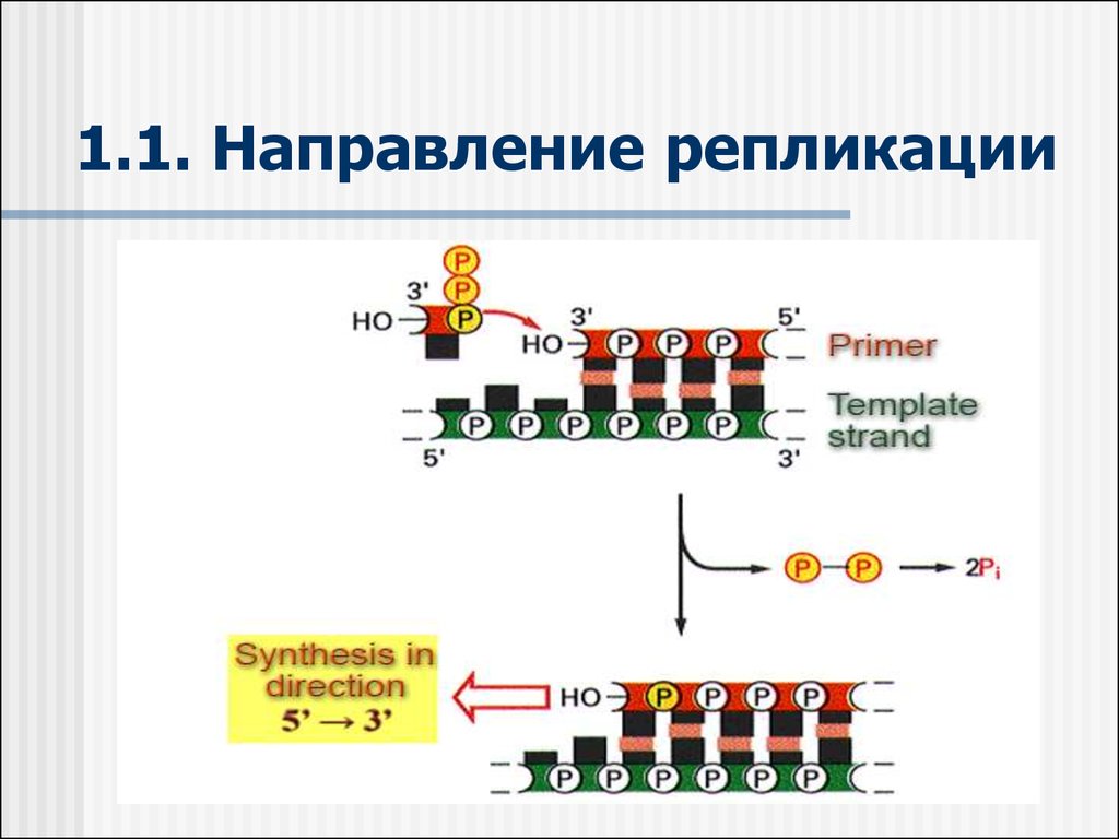 Реализация наследственной информации в клетке 10 класс презентация