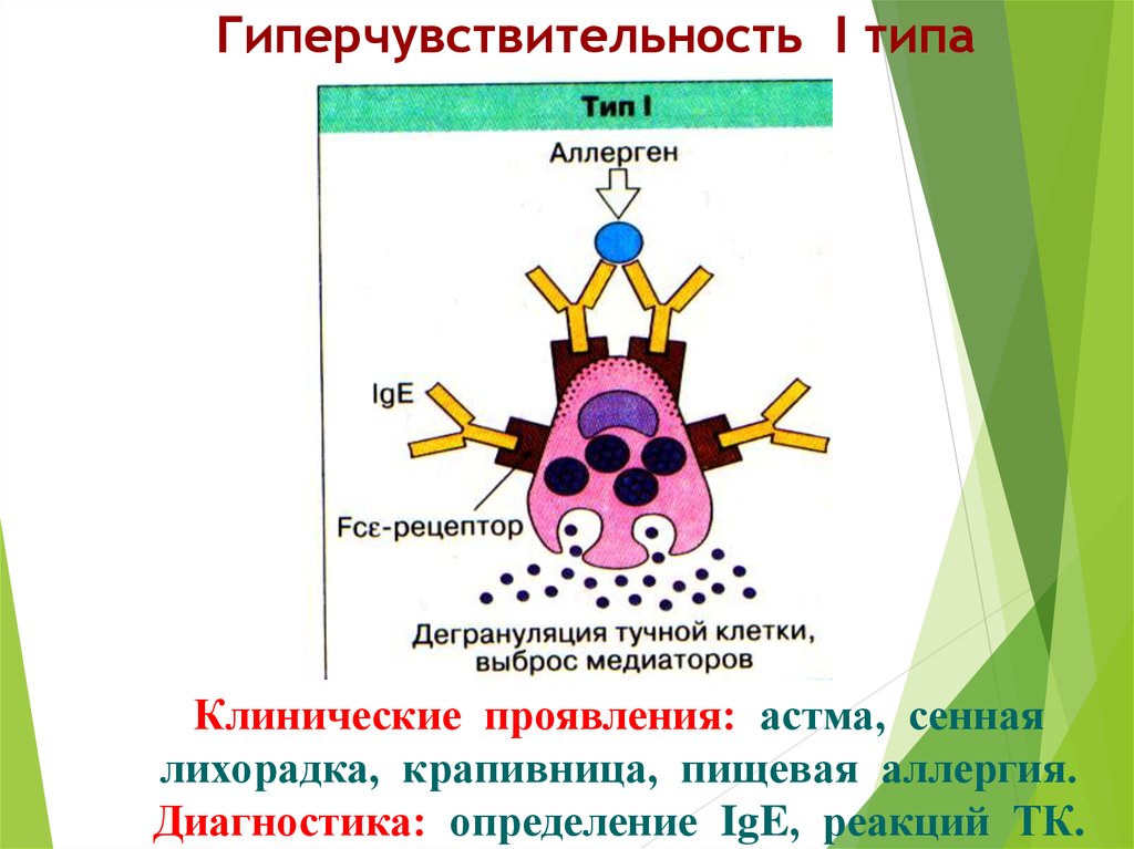 Гиперчувствительность 1 типа схема