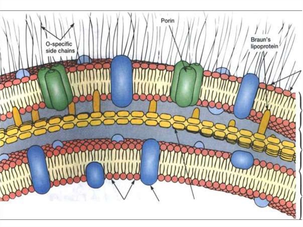 Клеточная стенка клетки особенности строения. Клеточная стенка грамотрицательных бактерий. Клеточная стенка грамположительных бактерий. Впячивания мембраны у бактерий. Муреин грамотрицательных бактерий.