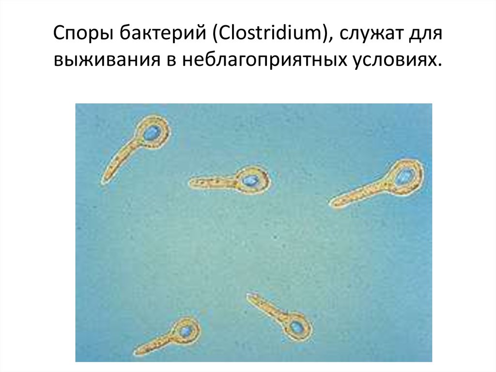 Споры бактерий. Споры микроорганизмов служат. Для чего служат споры бактерий. Споры у бактерий являются. Споры нужны бактериям для.