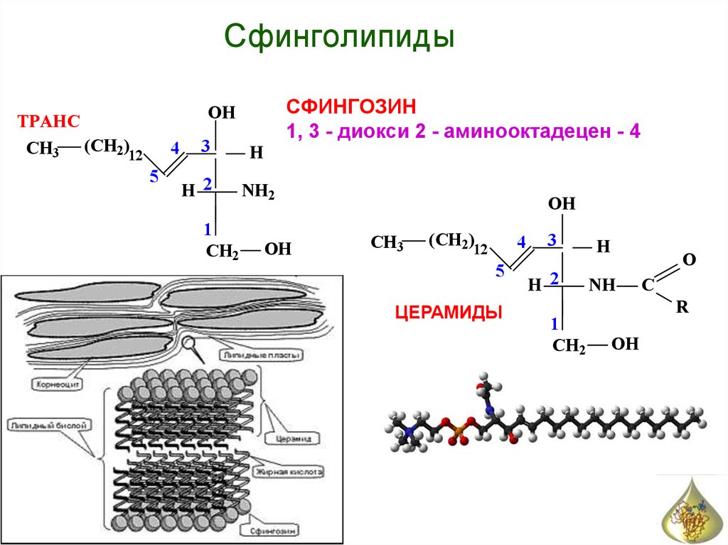 Церамиды это. Сфингозин строение. Сфингозин формула биохимия. Сфингозин церамид формула. Церамиды и Сфинголипиды.