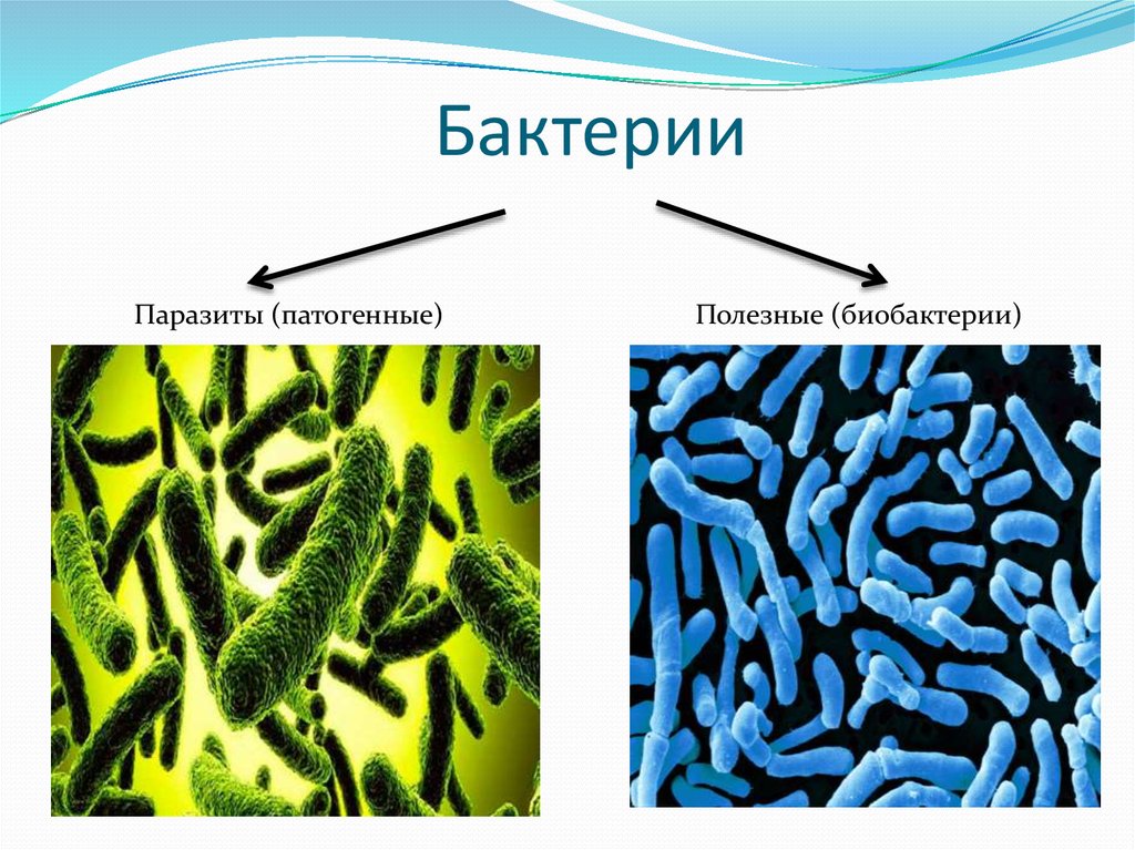 Среда обитания бактерий паразитов. Болезнетворные бактерии патогенные. Автогенные микроорганизмы. Микроорганизмы паразиты.