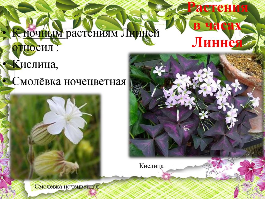 Растения в часах Линнея