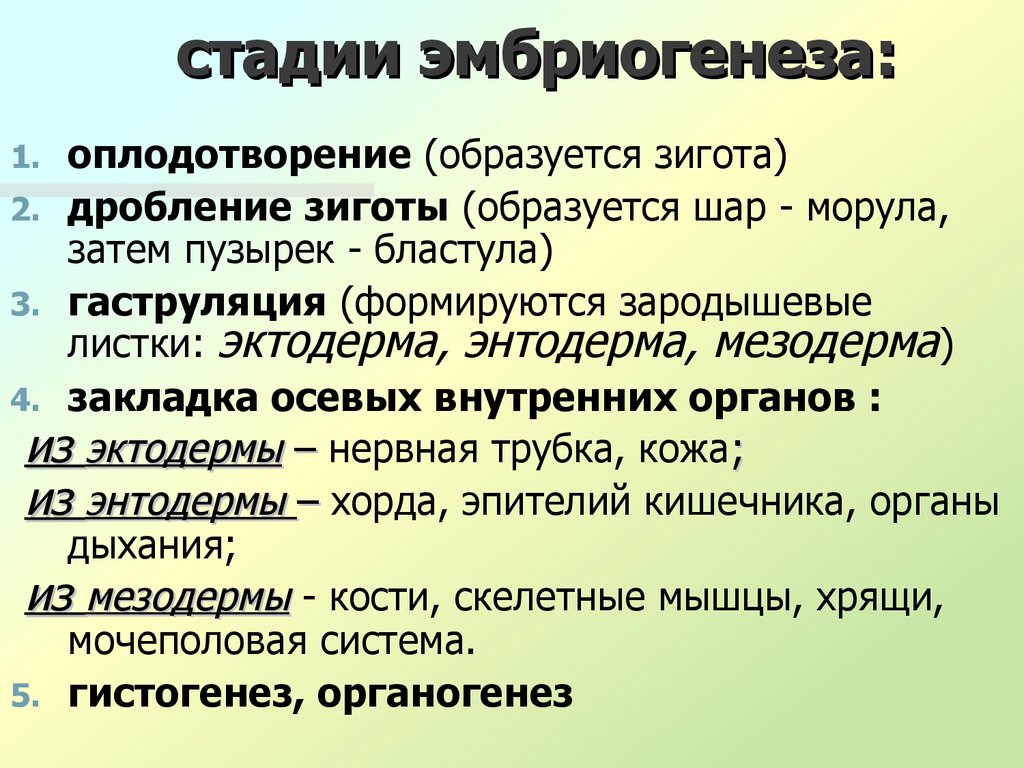 Закономерности строения. Стадии эмбриогенеза. Этапы эмбриогенеза. Основные этапы эмбриогенеза. Основные периоды эмбриогенеза.