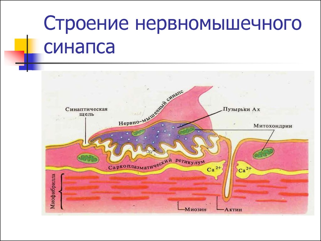 Мионевральный синапс. Мионевральный синапс физиология. Строение мионеврального синапса физиология. Сокращение мышц нервно-мышечный синапс. Складчатость нервно мышечного синапса.