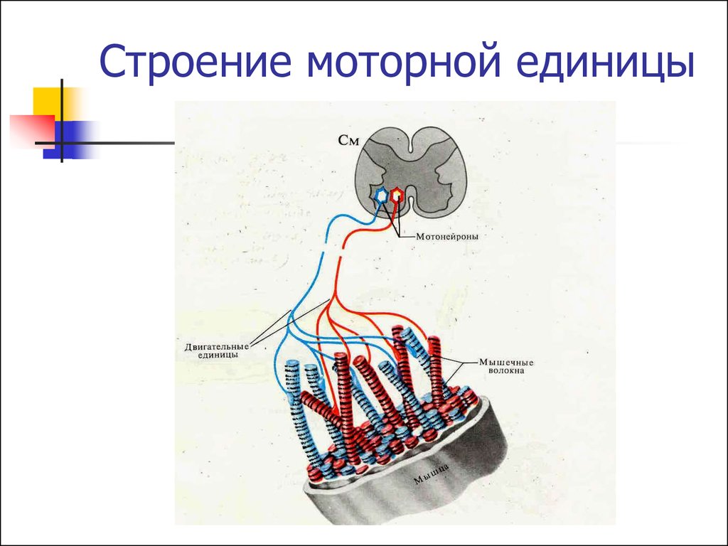 Схема двигательная единица