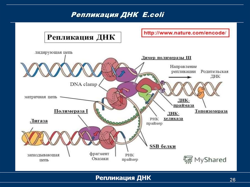 3 этапа репликации. Репликация ДНК биохимия этапы. Репликация ДНК биология. Репликация ДНК ЕГЭ ферменты. ДНК полимераза репликация ДНК.