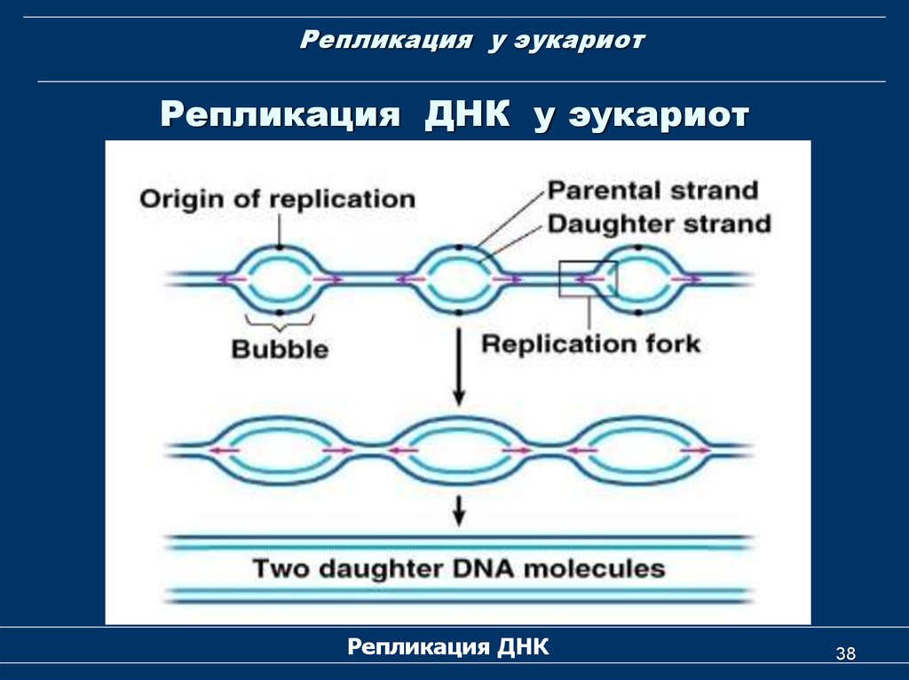 Репликация про и эукариот