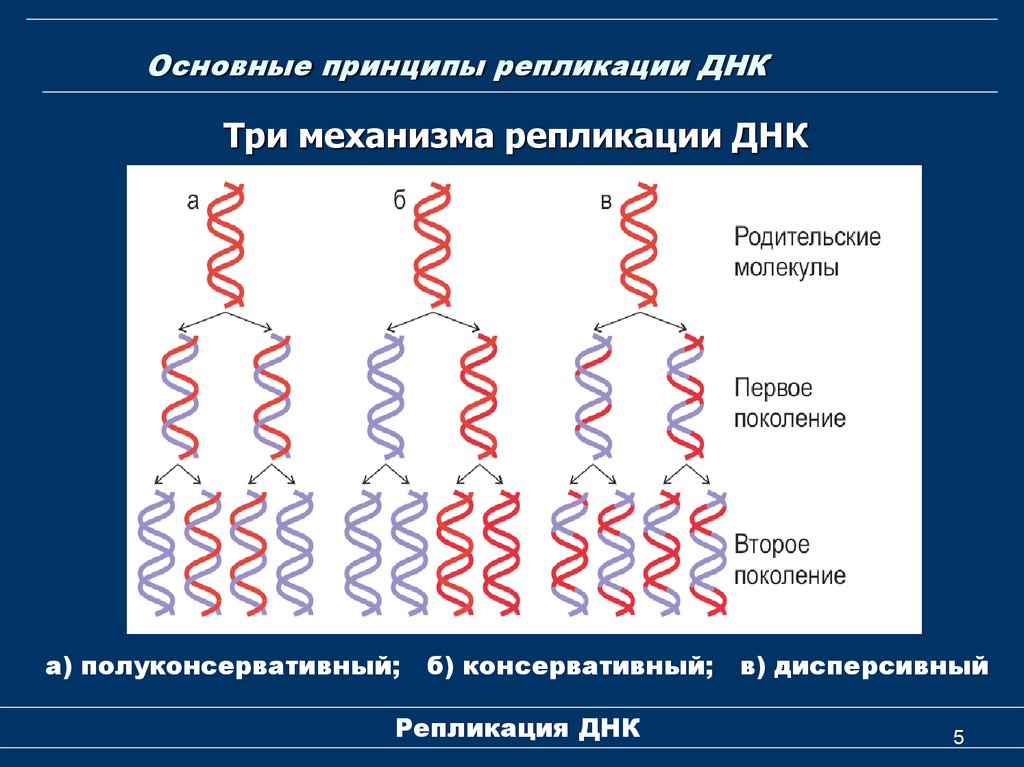 3 репликация. Полуконсервативный принцип репликации. Консервативный механизм репликации ДНК. Репликация принципы репликации ДНК. Полуконсервативный механизм репликации ДНК.