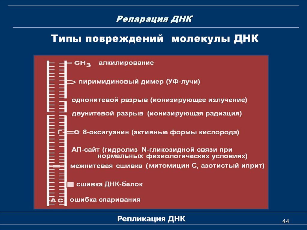 Типы днк. Основные типы повреждения ДНК. Типы повреждений молекулы ДНК. Репарация ДНК типы повреждений ДНК. Основные причины и типы повреждения ДНК.