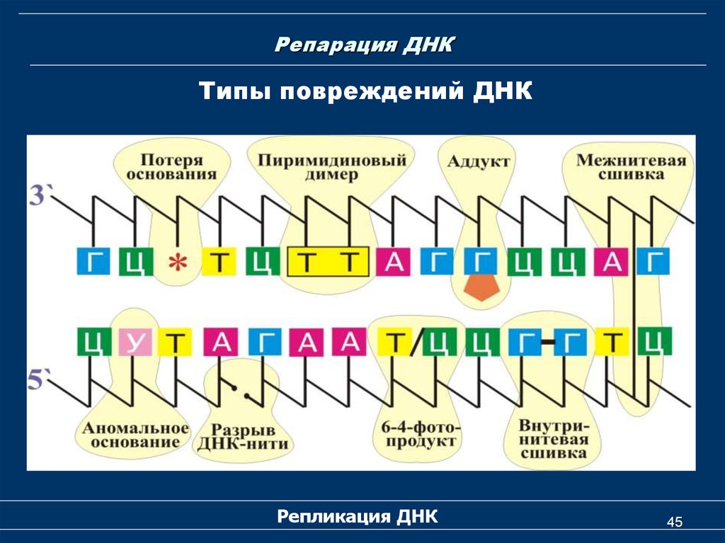 Репарация днк презентация