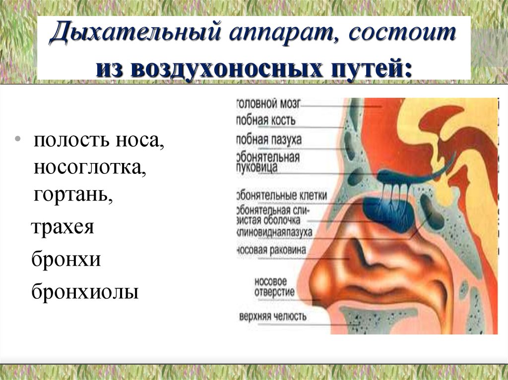 Воздухоносные пути включают