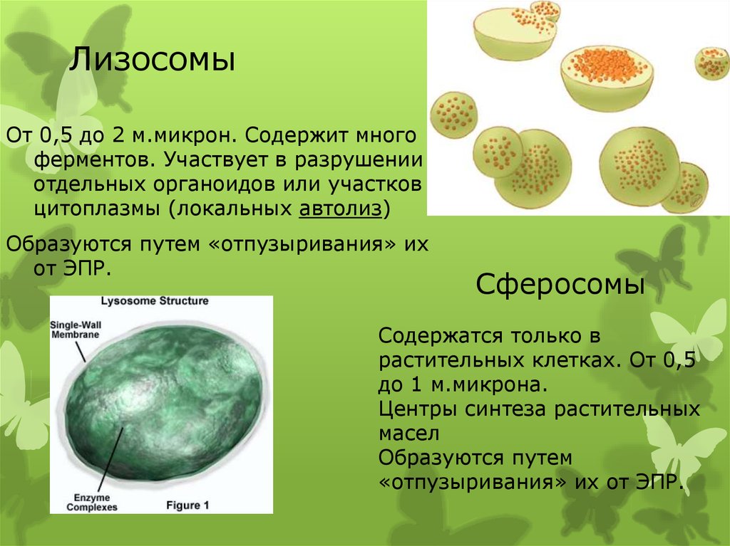 Функции органоидов лизосома. Строение растительной клетки лизосомы. Строение органоида лизосомы. Клетка органоиды клетки лизосомы. Схема лизосомы клетки.
