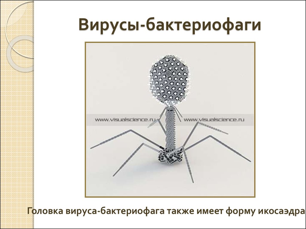 Наследственный аппарат бактериофага. Бактериофаг. Головка бактериофага. Головка вируса. Оригами вирус бактериофаг.