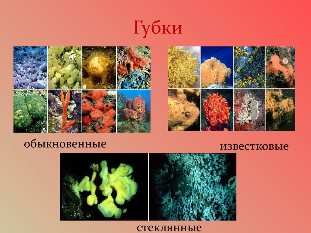 7 класс биология тип губки презентация