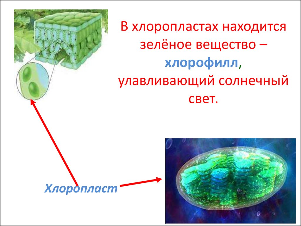 В растении хлорофилл содержится в. Хлорофилл в хлоропластах. Хлоропласты растений. Хлорофилл в водорослях. Фотосинтез водорослей.