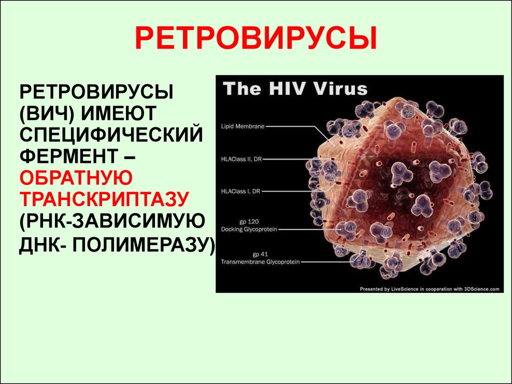 Вич семейство. Ретровирусы антигенная структура. Ретровирус строение вируса. Вирусы семейства Retroviridae. Ретровирусы ВИЧ.