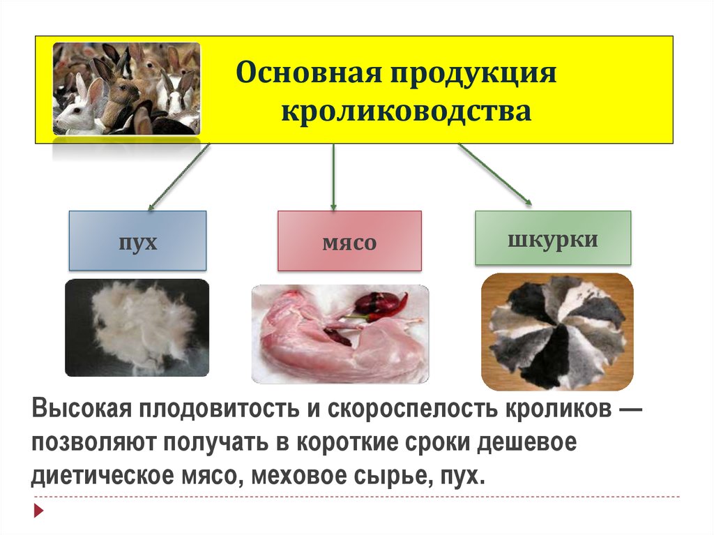 Основная продукция. Продукция кролиководства. Основная и побочная продукция кролиководства. Стандартная продукция это.