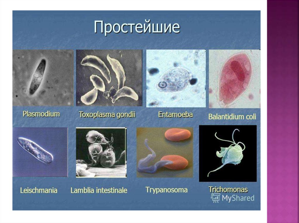 Выберите паразитических простейших ответ. Биологии 7 класс паразитические простейшие типы. Токсоплазма протисты. Простейшие паразиты. Виды паразитических простейших.