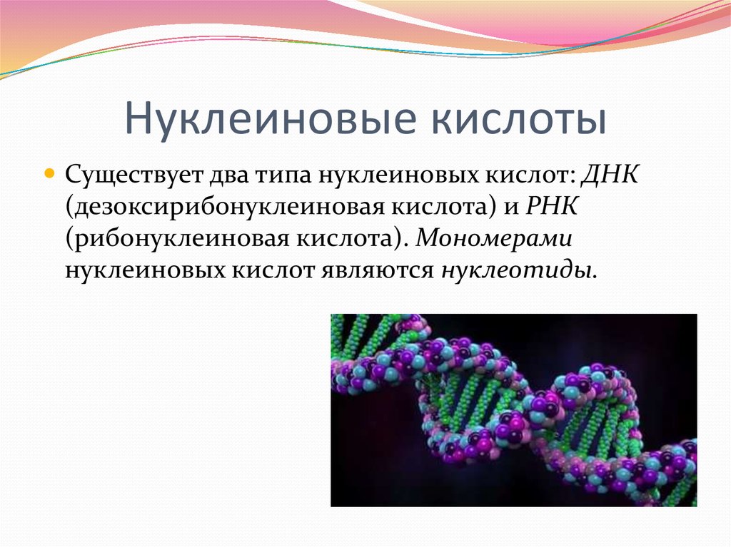 Виды нуклеиновых. 2 Нуклеиновые кислоты. 2 Типа нуклеиновых кислот. Существует два типа нуклеиновых кислот. Нуклеиновые кислоты картинки.