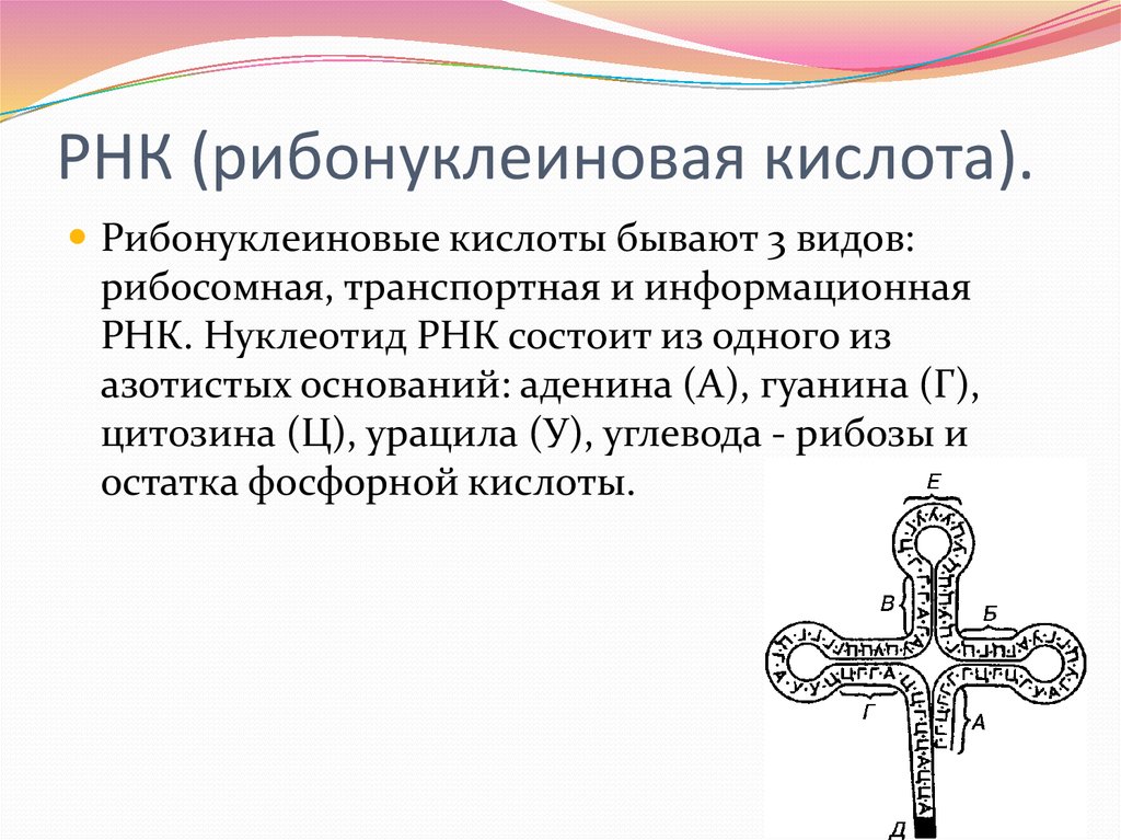 Рибонуклеиновая кислота. Дизонуклеиновая кислота. РНК рибонуклеиновая кислота. Рибонуклеиновая кислота транспортная рибосомная.