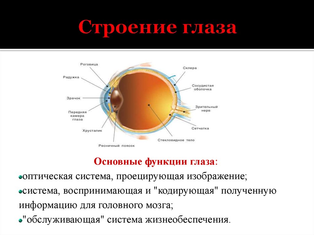 Основные функции зрения