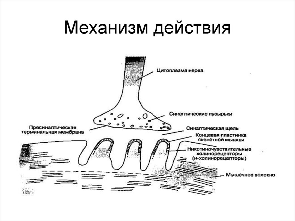 Механизм действия антисептических средств