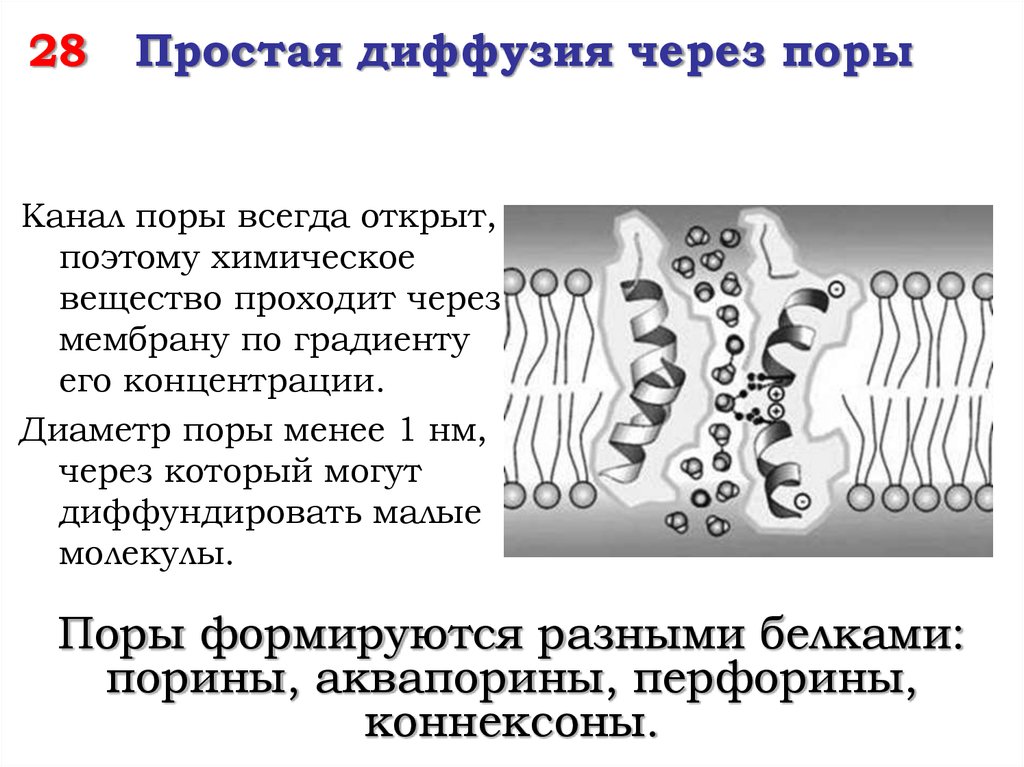 Мембрана поры