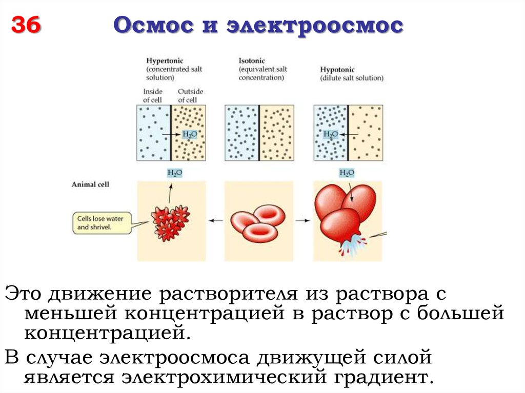 Электроосмос. Осмос и электроосмос. Осмос из меньшей концентрации. Осмос структура. Осмос градиент концентрации.