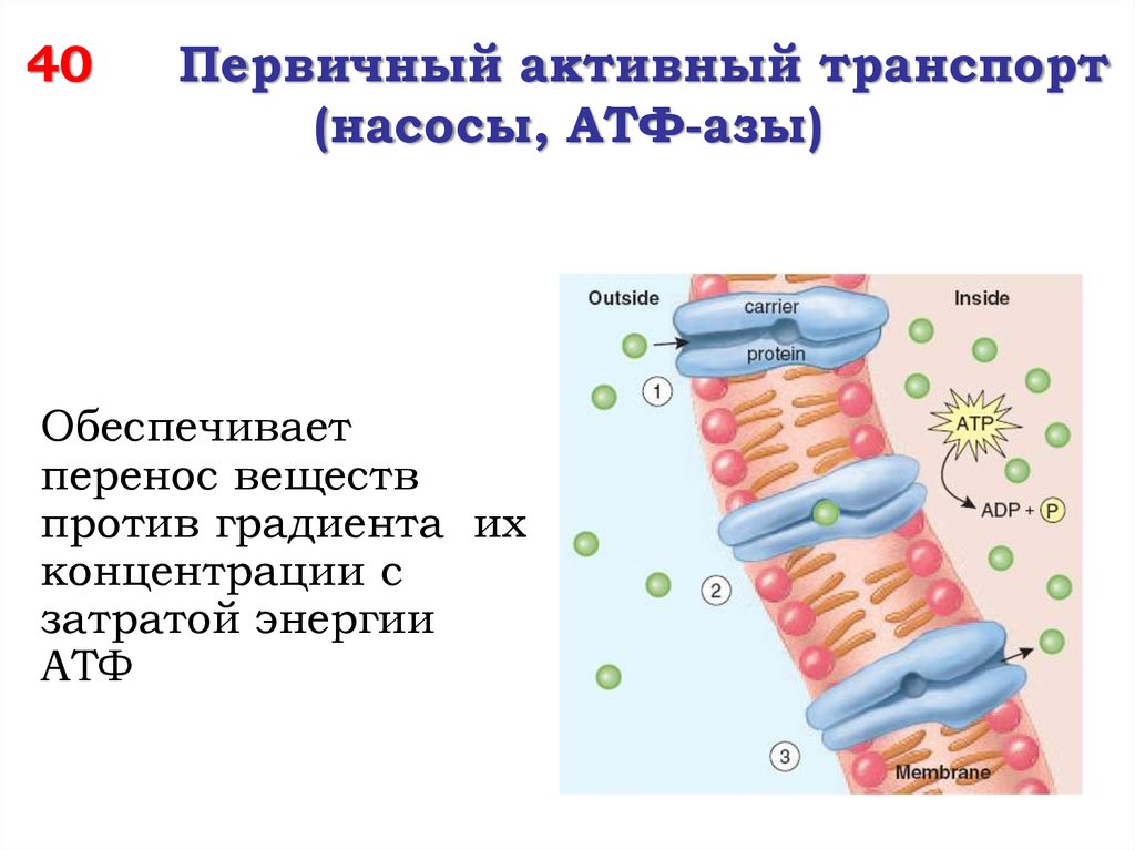 Активный транспорт насосы. Первичный активный транспорт. Вторично активный транспорт. Первичный активный -насосы активный транспорт. Первичный и вторичный активный транспорт.