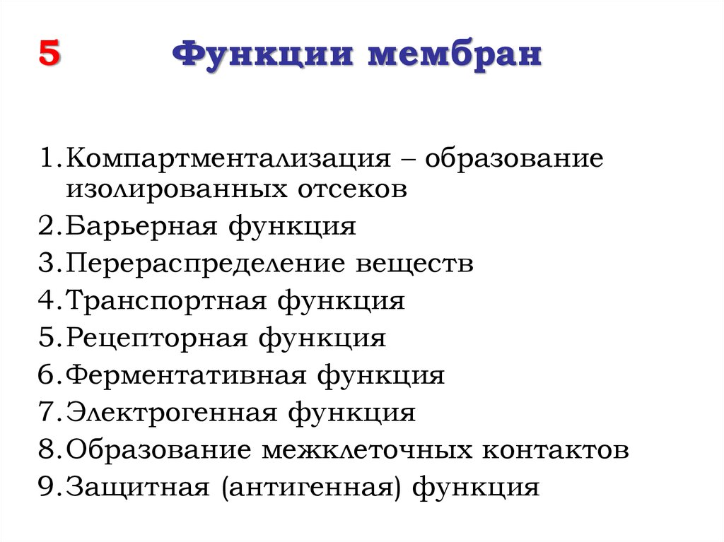 5 функций мембраны