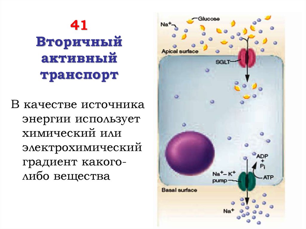 Электрохимический градиент