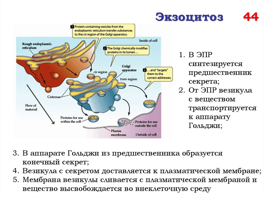 Возбудимые ткани физиология презентация