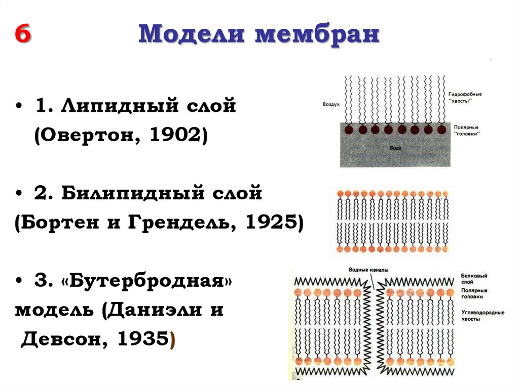 Модели мембран