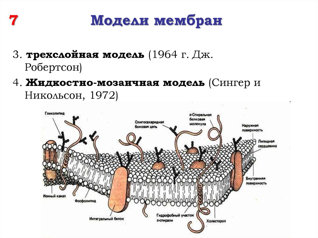 Схема строения биологической мембраны - 80 фото