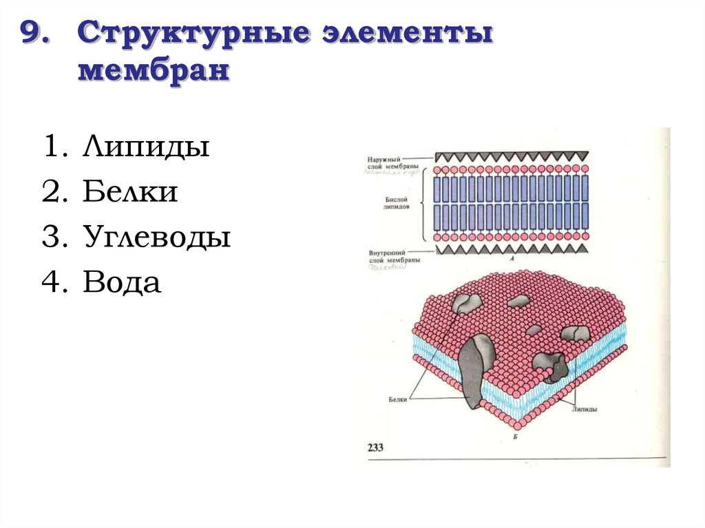 Состав биологической мембраны