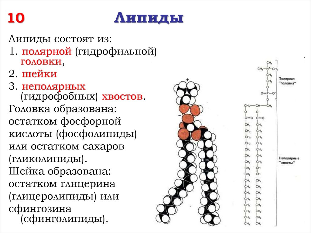 Липида отзывы