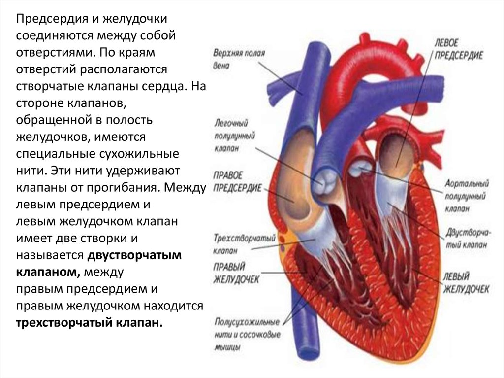 Какие клапаны находятся в сердце человека