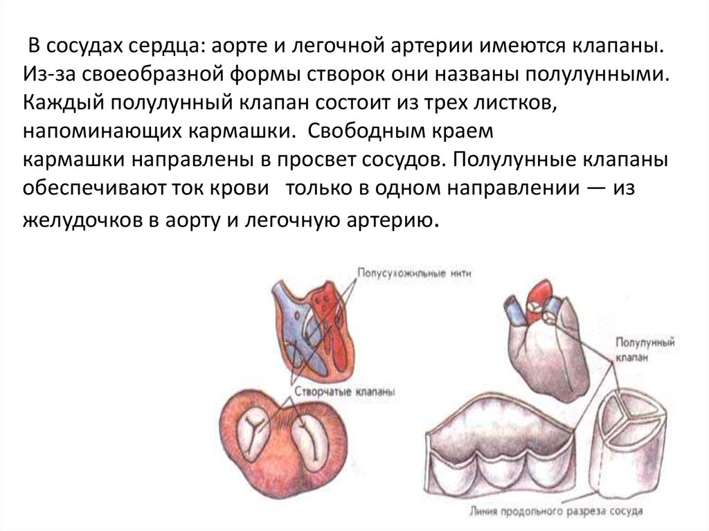 Полулунные сердечные клапаны находятся